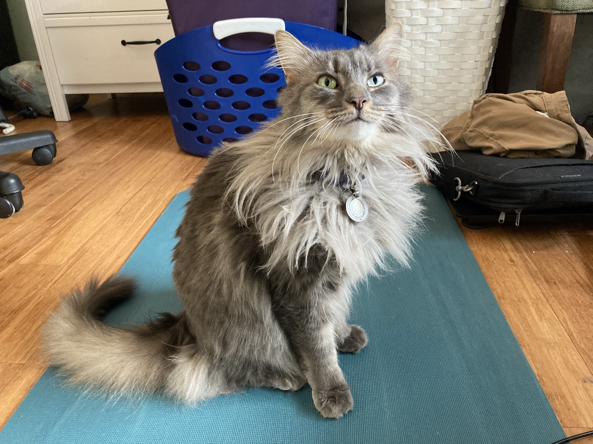 cat