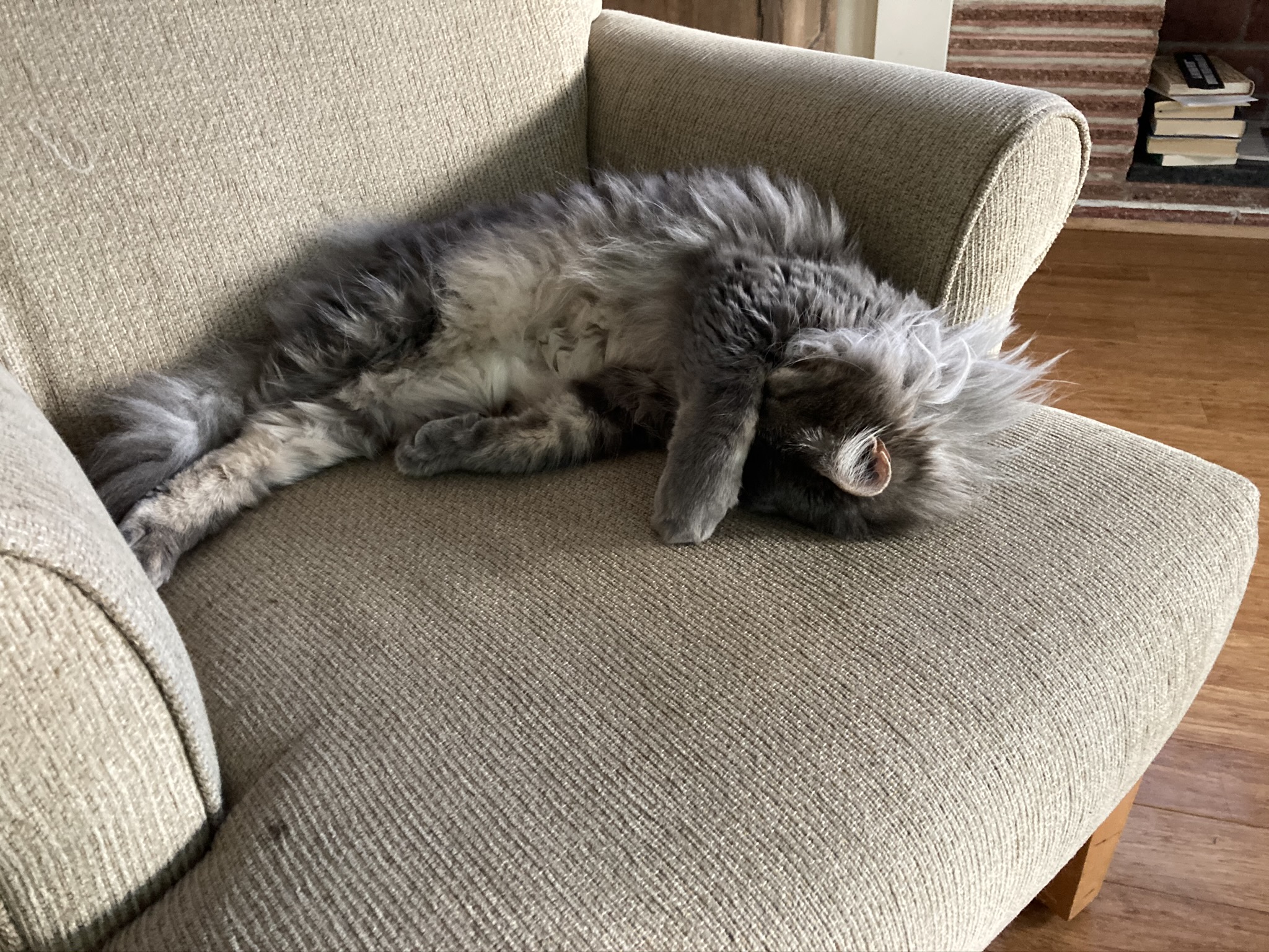 cat